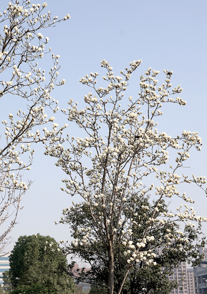 滿樹(shù)繁花.jpg