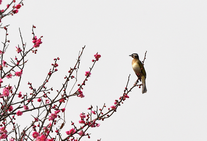 鳥(niǎo)語(yǔ)花香.jpg