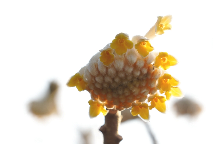 結(jié)香花.jpg