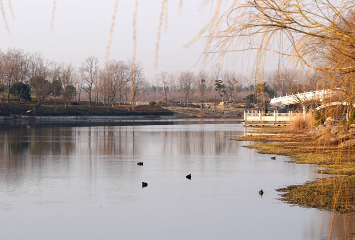 悠閑的水鳥(niǎo).jpg