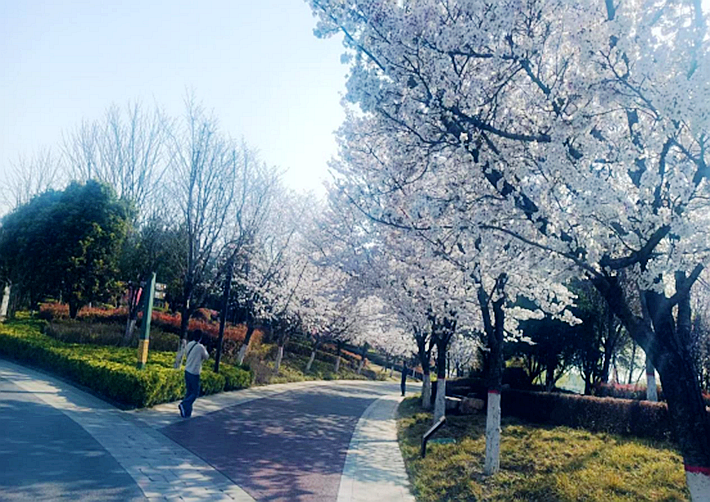 萬物復(fù)蘇春日忙 “花海遂平”斗芬芳164.png