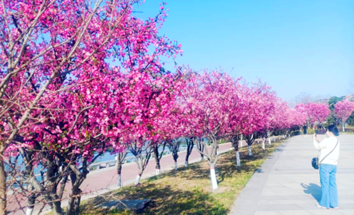 萬物復(fù)蘇春日忙 “花海遂平”斗芬芳171.png