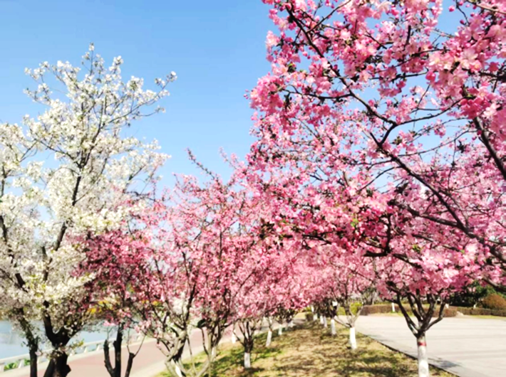 萬物復(fù)蘇春日忙 “花海遂平”斗芬芳172.png