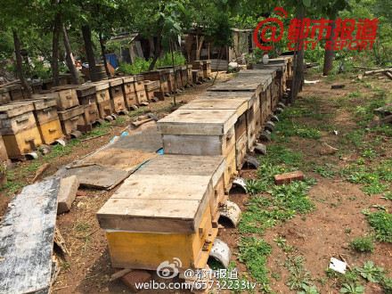 飛機(jī)飛過滎陽環(huán)翠峪景區(qū) 20家蜂農(nóng)的蜜蜂大量死亡