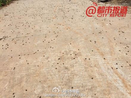 飛機(jī)飛過滎陽環(huán)翠峪景區(qū) 20家蜂農(nóng)的蜜蜂大量死亡