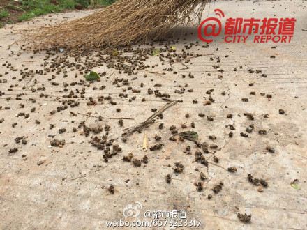 飛機(jī)飛過滎陽環(huán)翠峪景區(qū) 20家蜂農(nóng)的蜜蜂大量死亡