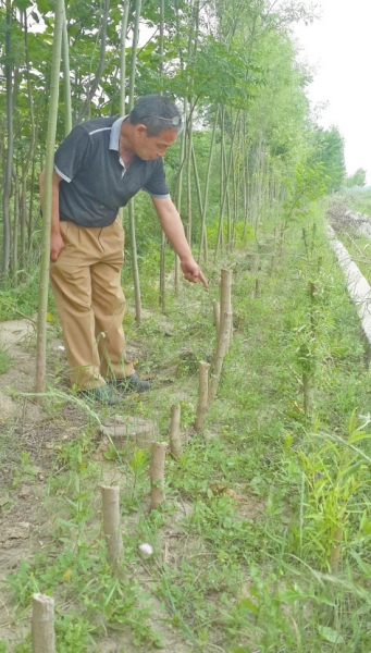 心痛！洛陽2天400棵樹被砍 到底因為啥？