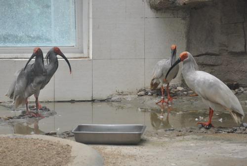 鄭州動物園引進4只國寶朱鹮 “六一”亮相