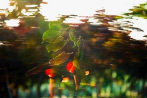 沉醉于風(fēng)中 (5)