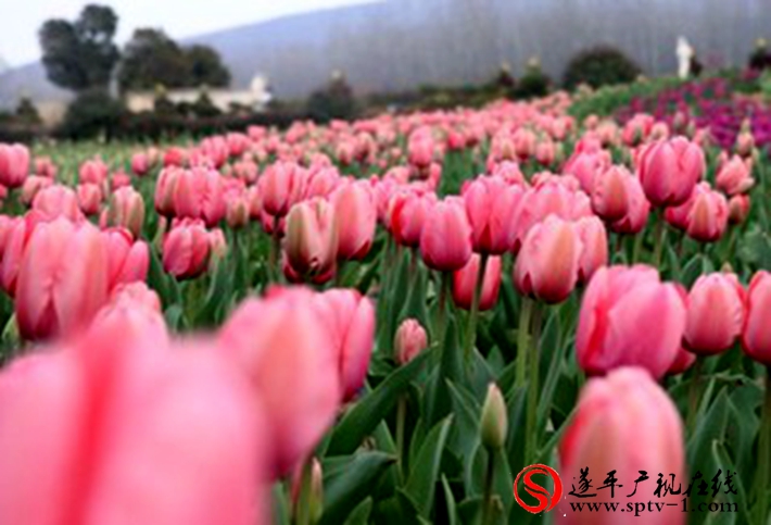 河南遂平嵖岈山千畝郁金香盛開 游客爭相拍照--財(cái)經(jīng)--人民網(wǎng)_1